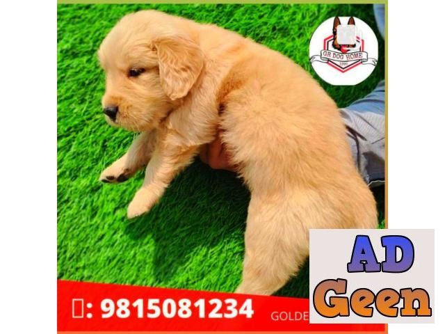 used Golden retriever puppy Available For sale in Muktsar . CALL9815081234 for sale 